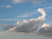 Cumulus tuba