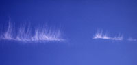 Cirrus fibratus vertebratus