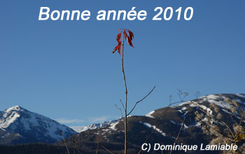 Bonne année 2010