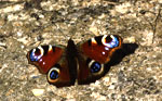 Papillon. Image : Dominique Lamiable.