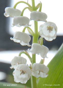 brin de muguet