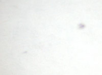 Taches solaires au Solarscope