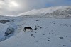 glacier_longyearbyen_41037bis.jpg, avr. 2023