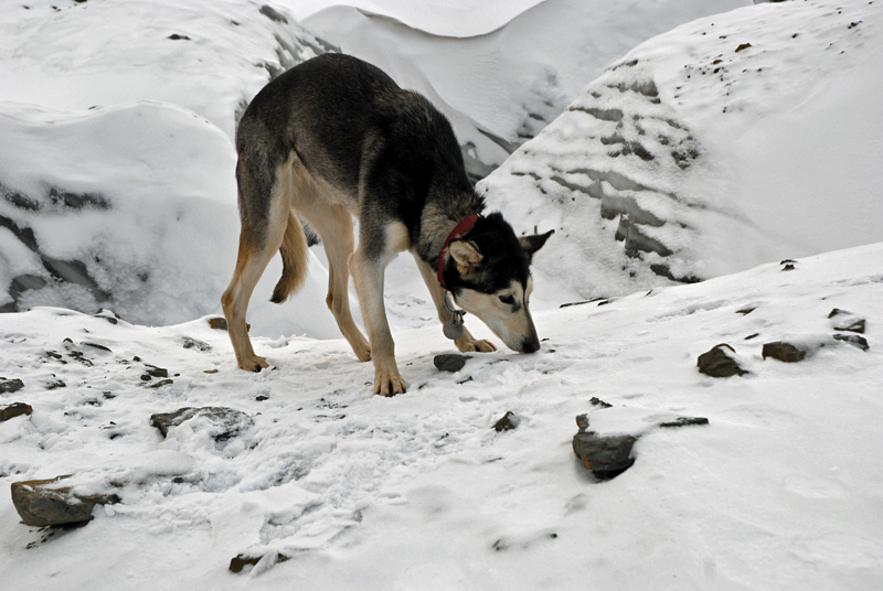 glacier_svalbard_41027bis.jpg, janv. 2025