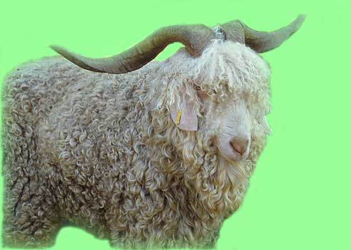 Bouc Angora