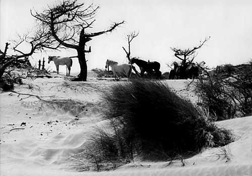 Paysage de Camargue.