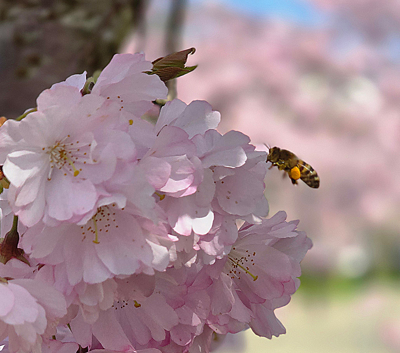 butinage_trappes_20250327_125515_p.jpg, mai 2025