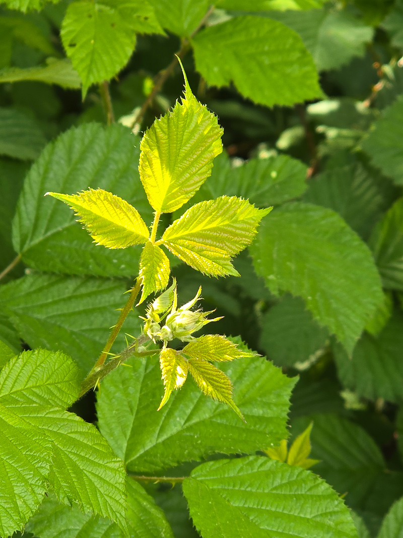 ronces_trappes_20250509_153842_p.jpg, mai 2025