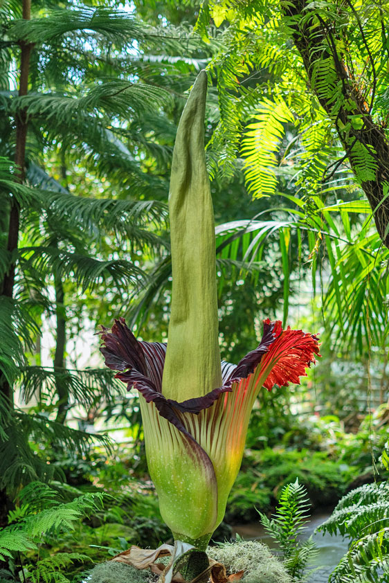 tintin_2025_jardin_botanique_jean_marie_pelt.jpg, août 2025